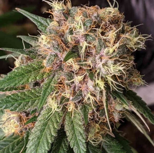 Close-up of a Bubba Kush x PCK (R) cannabis plant bud with green leaves and orange pistils, covered in trichomes.
