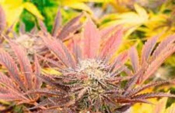 A close-up of a Cherry Pie (F) (Wholesale BULK) cannabis plant showcases its red and green leaves with a bud in the center, ready for Wholesale BULK.