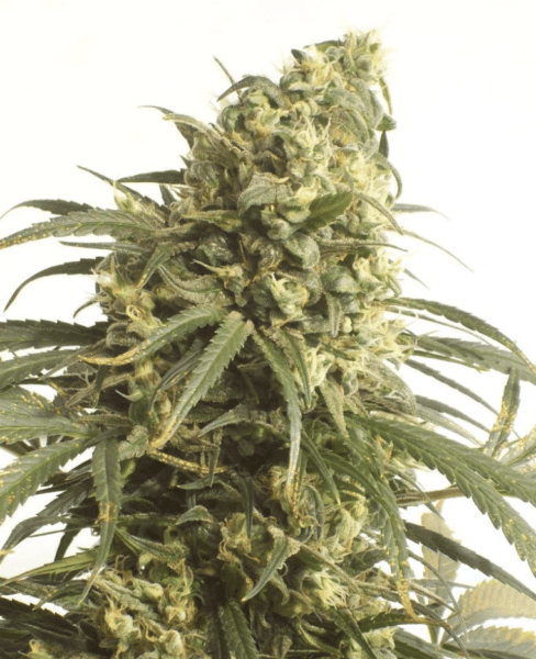 Green Mountain Seeds Mountain Gold