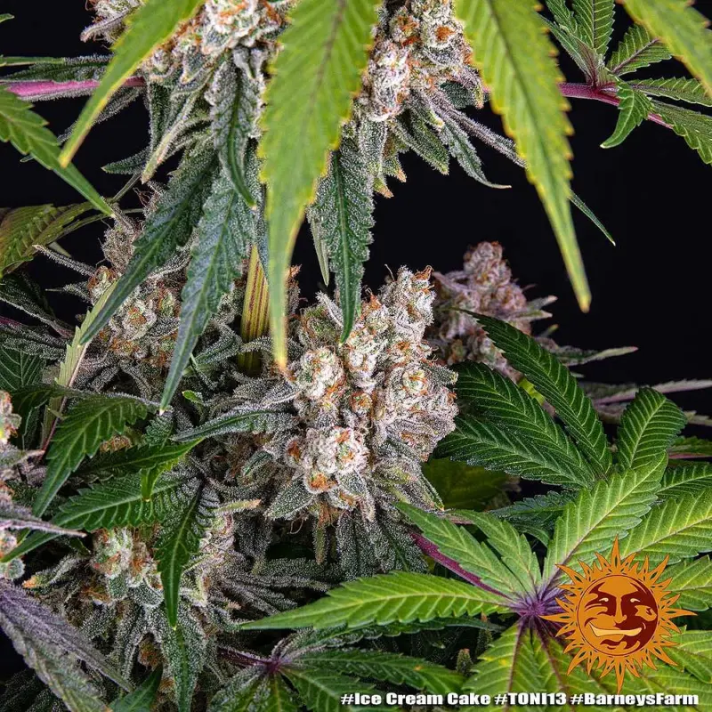 ice cream cake by barneys farm