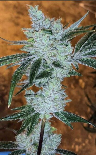 The Cali Connection lemon delight