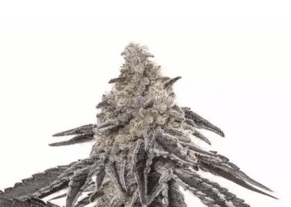 Close-up of a MAC (F) (Wholesale BULK) cannabis bud with dense, frosty trichomes and dark green leaves.