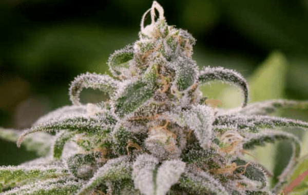 Close-up image of a Maui Waui (F) (Wholesale BULK) cannabis plant bud coated in trichomes with green leaves in the background, ideal for wholesale or BULK purchases.