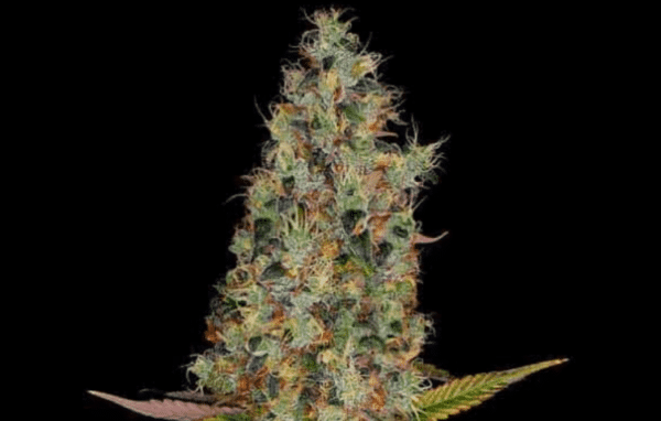 Close-up of a Rainbow Kush Auto (Wholesale BULK) cannabis plant with dense, green buds and orange hairs, set against a black background.