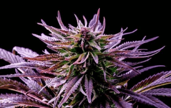 Close-up of a purple-tinged Rainbow Kush (F) (Wholesale BULK) cannabis plant with elongated leaves and dense buds, set against a black background.