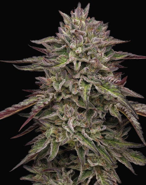 Close-up of a Royal Highness (F) (Wholesale BULK) cannabis plant with dense buds covered in trichomes against a black background, perfect for wholesale bulk purchase.