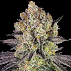 Runtz Cannabis Seeds by Barney's Farm