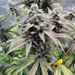 scoopski f2 cannabis seeds by night owl seeds
