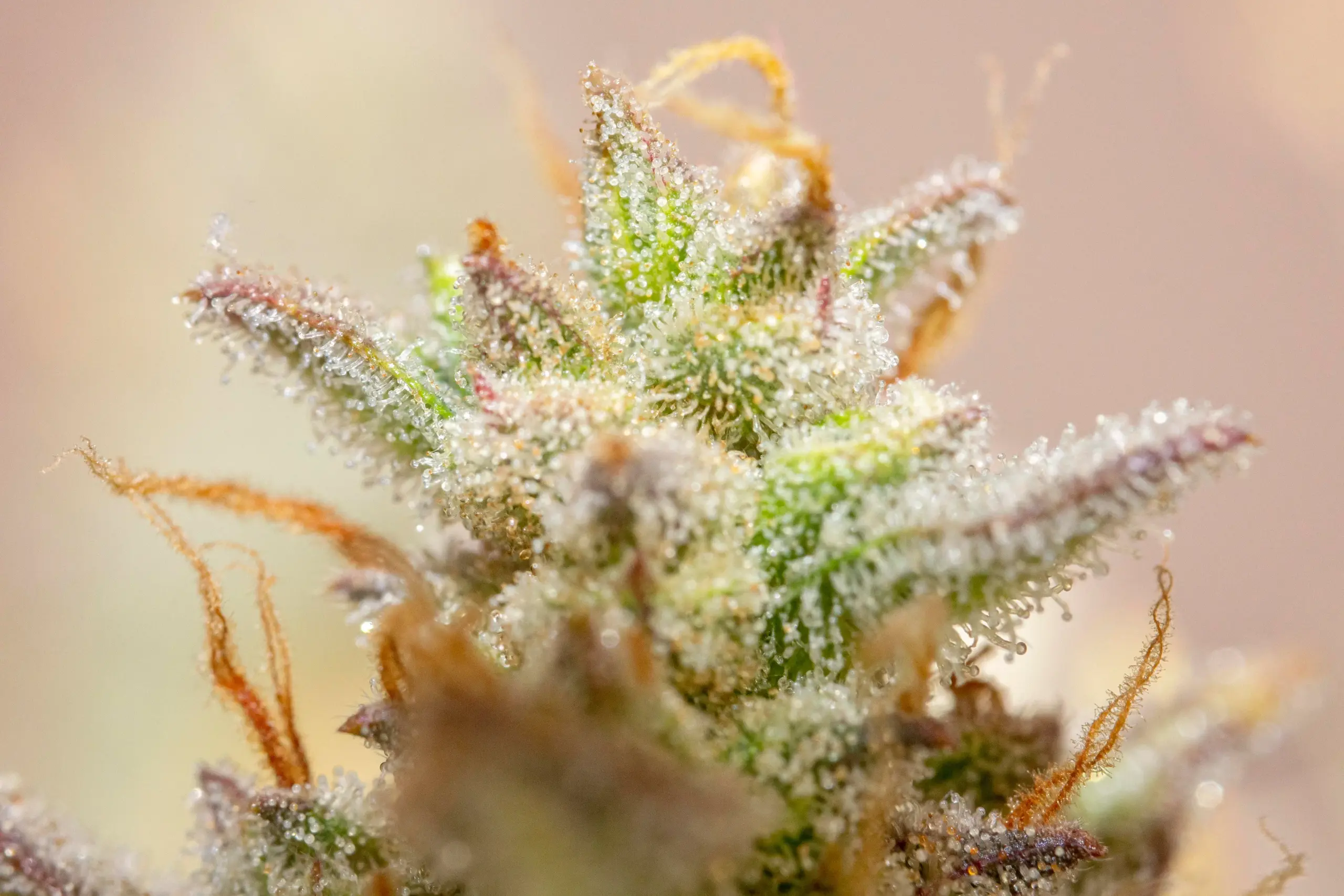 scoopski f2 cannabis seeds by night owl seeds scoopski f2 cannabis seeds by night owl seeds