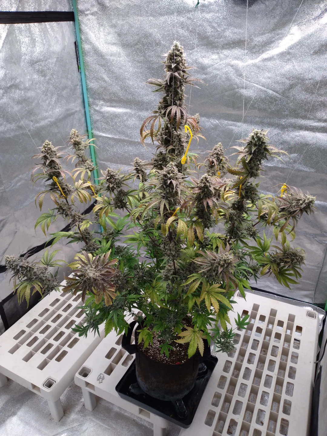 scoopski f2 cannabis seeds by night owl seeds scoopski f2 cannabis seeds by night owl seeds