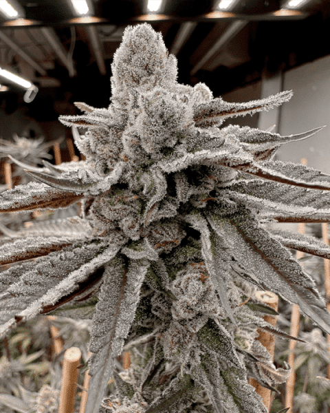 Close-up of a heavily frosted Yummy Yummy (F) cannabis plant with dense buds and trichomes under grow lights in an indoor cultivation setup.