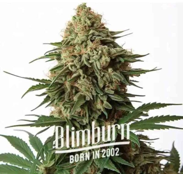 Close-up of a large cannabis bud with green leaves, labeled "Blimburn Born in 2002." This impressive strain features the robust genetics of 9 Pound Hammer (F).