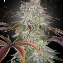 A close-up of a mature Alienz (F) cannabis plant with frosty trichomes against a dark background. A female symbol is present in the top left corner.