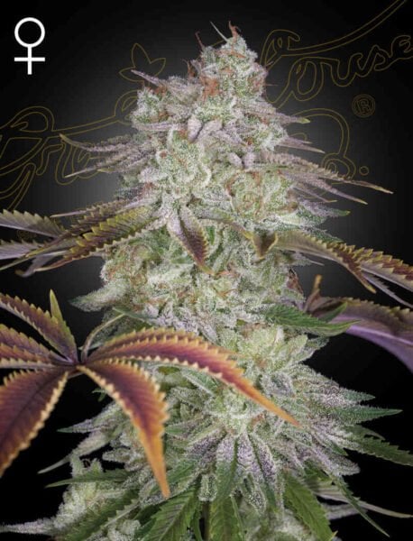A close-up of a mature Alienz (F) cannabis plant with frosty trichomes against a dark background. A female symbol is present in the top left corner.
