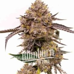 Close-up of a cannabis plant bud with dense clusters of purple and green leaves and small orange hairs. The text on the image reads "Blimburn Born in 2002 - Dark Star Auto.