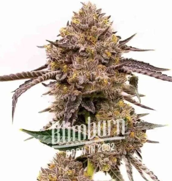 Close-up of a cannabis plant bud with dense clusters of purple and green leaves and small orange hairs. The text on the image reads "Blimburn Born in 2002 - Dark Star Auto.