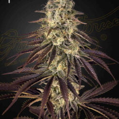 Close-up of a mature Kong's Krush (F) cannabis plant with dense, resinous buds and purple-tinged leaves against a dark background. Female symbol in the top left corner.