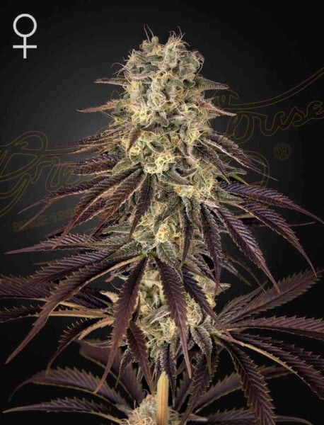 Close-up of a mature Kong's Krush (F) cannabis plant with dense, resinous buds and purple-tinged leaves against a dark background. Female symbol in the top left corner.