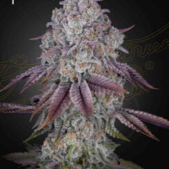 A close-up image of a Persian Pie (F) cannabis plant showcases its striking purple leaves and frosty trichomes. The female symbol is seen in the top left corner.