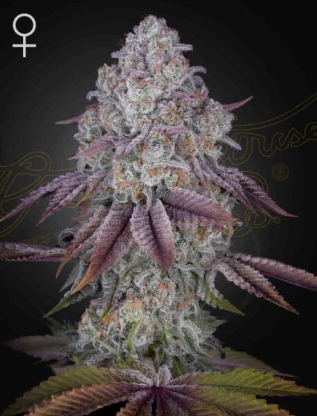 A close-up image of a Persian Pie (F) cannabis plant showcases its striking purple leaves and frosty trichomes. The female symbol is seen in the top left corner.
