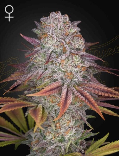 Close-up of a cannabis bud with frosty trichomes and purple-tinted leaves against a dark background. The female symbol is visible in the top left corner, reminiscent of Pulp Friction (F).