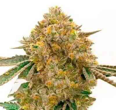 Close-up view of a dense, mature Durban Poison Auto (Wholesale BULK) cannabis bud with visible orange hairs and green leaves against a white background.