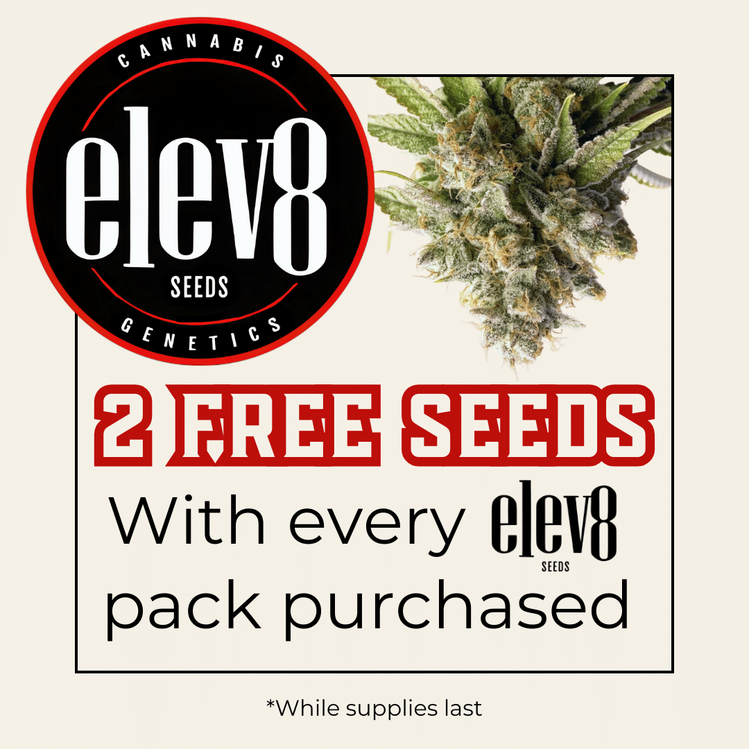 Elev8 Seeds cannabis seeds