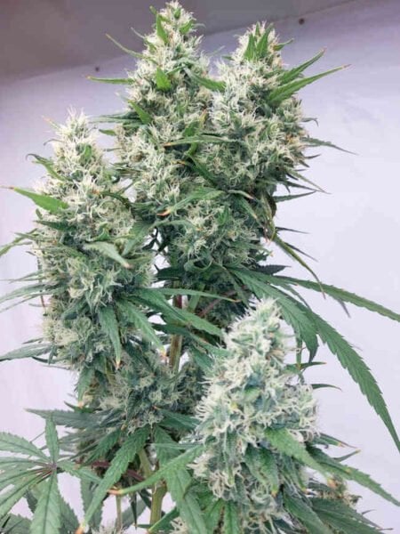 A mature Zenith (F) [LIMITED] cannabis plant with green leaves and densely packed flower buds covered in white crystals.