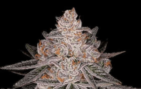 Apple Fritter Auto