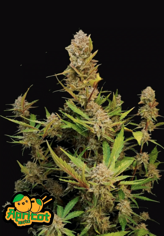 Apricot Auto – Buy Cannabis Seeds Online | North Atlantic Seed Co.