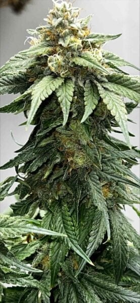 Mosca Seeds Baja Blast