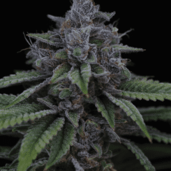 Sin City Seeds Blue Power IX2
