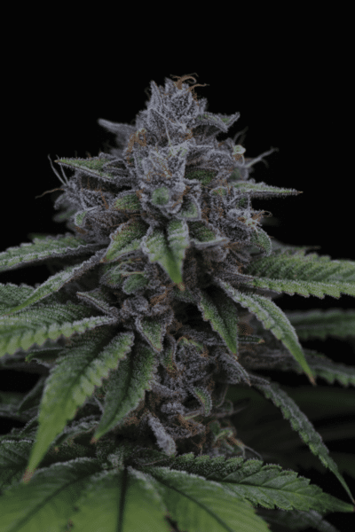 Sin City Seeds Blue Power IX2