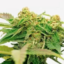 A close-up image of a cannabis plant with green leaves and clusters of flowering buds, showcasing the Gas Multipack Auto's thriving growth.