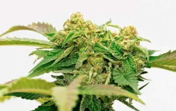 A close-up image of a cannabis plant with green leaves and clusters of flowering buds, showcasing the Gas Multipack Auto's thriving growth.