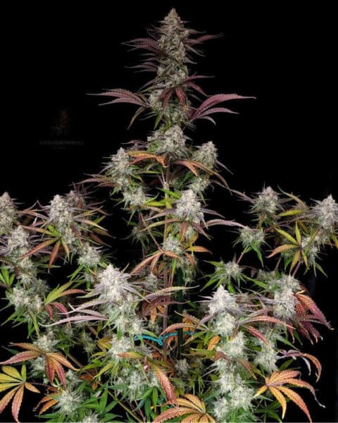 A tall CPT OG Auto cannabis plant with numerous buds covered in trichomes, displaying a mix of green, purple, and red leaves on a dark background.
