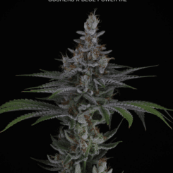 Sin City Seeds Choking Hazard