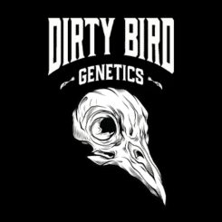 Dirty Bird Genetics cannabis seeds logo A stylized bird skull with the words "Dirty Bird Genetics" above it on a black background.