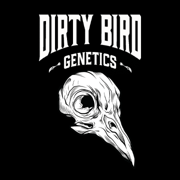 Dirty Bird Genetics - Testers cannabis seeds