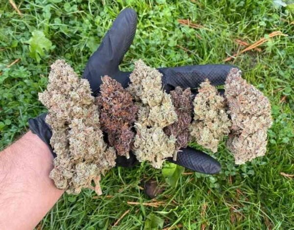 Fastbuds Mix pack auto