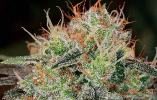 Close-up of a mature THC Multipack Auto bud with THC-rich trichomes glistening and orange pistils interwoven throughout the green plant.