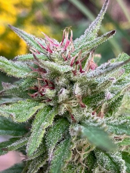Lamb's Breath Seeds > Legend