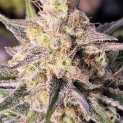 Close-up of a Microverse Morsels V2 Auto cannabis plant showing detailed trichomes and orange hairs on the buds, with green leaves partly visible surrounding the flower.