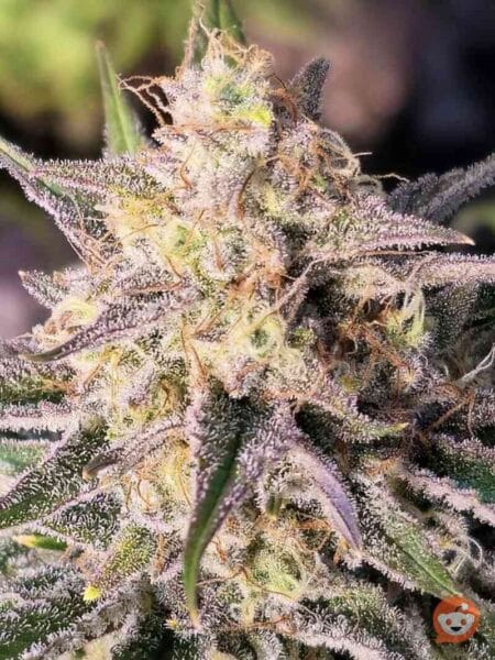 Close-up of a Microverse Morsels V2 Auto cannabis plant showing detailed trichomes and orange hairs on the buds, with green leaves partly visible surrounding the flower.
