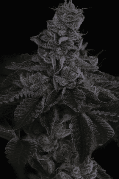 Close-up image of a cannabis bud covered in trichomes against a dark background. The plant features dense clusters of flowers and leaves coated with crystal-like structures, resembling the intricate precision of Nuclear Power (R) [LIMITED] in nature’s own design.