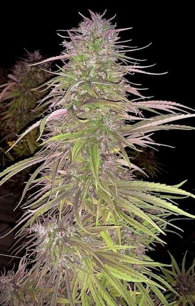Close-up of a mature Oldtimer's Haze (R) cannabis plant with dense buds and frosty trichomes, surrounded by elongated leaves, set against a dark background.