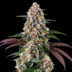 Purple Punch Cannabis Seeds by Bulk White Label