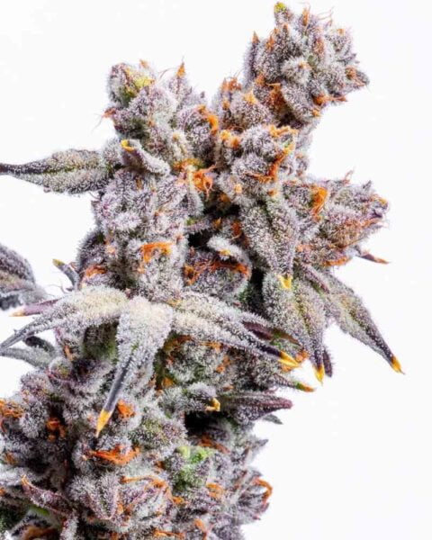 LIT Farms Red Velvet Runtz