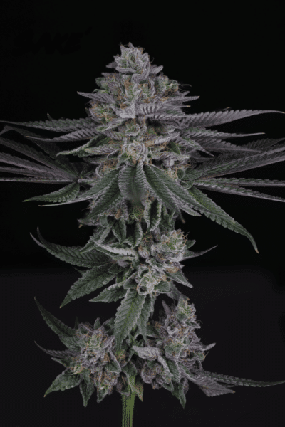 Sin City Seeds Sake