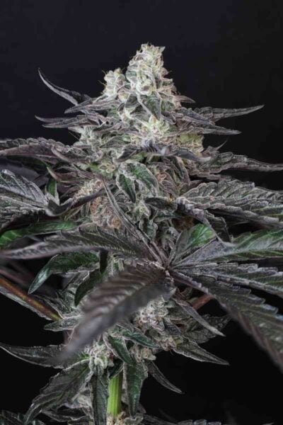 Close-up image of a mature Spice Girl (F) cannabis plant with dense, frosty buds and dark green leaves, set against a black background.